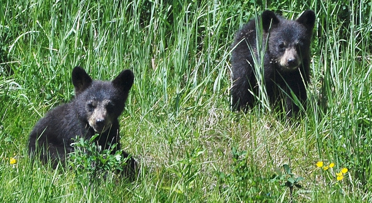 black bear cub